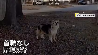 「&ldquo;神の使い&rdquo;なのかも」首輪のない犬が警察官を裏庭に誘導、行方不明の3歳児が車内にいるのを発見　アメリカ・ケンタッキー州
