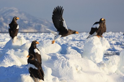 北海道・知床半島沖　流氷にオオワシやオジロワシの群れ