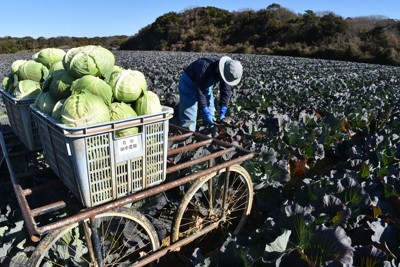 若松潮風キャベツ、出荷最盛期　ミネラル含む海水浴び&hellip;甘い　北九州