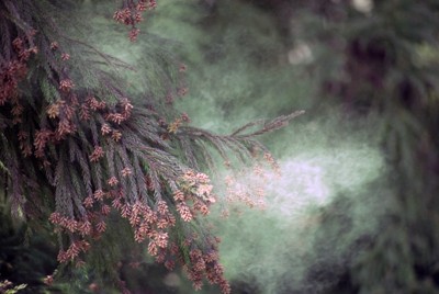 花粉症の経済損失は推計1日2450億円　今年は平年比「多い」予想