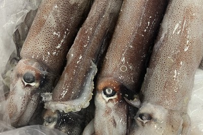 ＜1分で解説＞スルメイカ漁獲枠、前年当初比3.6倍に　懸念も