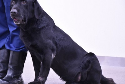 過去には拳銃も発見　警視庁のラブラドル引退　「人間なら76歳」