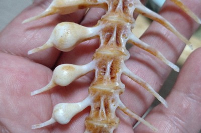 四国のマダイにみられる奇妙な骨の変形　鳴門鯛のおいしさの秘訣？