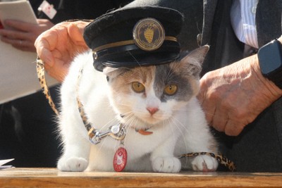 先輩駅長も見守る中&hellip;　ねこ駅長候補生「ろくたま」キャラお披露目