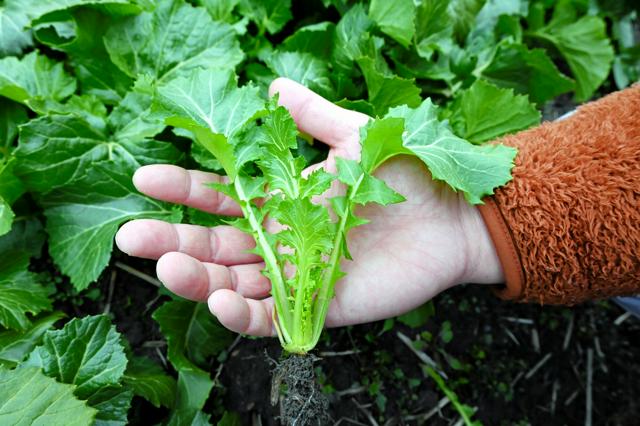 京都生まれのあの伝統野菜に続け！　「京はたけ菜」がこの冬デビュー