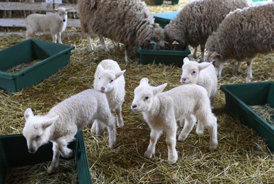母親に甘える愛らしい姿も&hellip;神戸・六甲山牧場で羊のベビーラッシュ