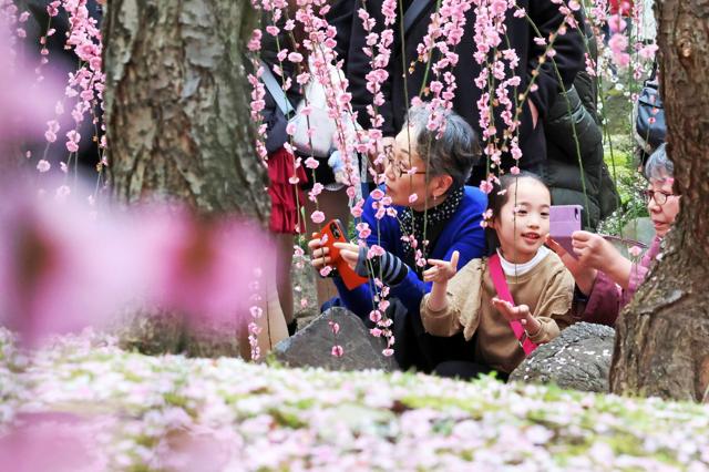 満開のピンクと白、甘い香りに春の訪れ　京都城南宮でしだれ梅見ごろ