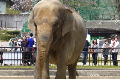 アジアゾウ「ふじ子」がよみがえる?　 標本製作の寄付募る　愛知