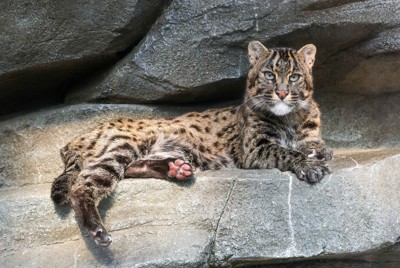 12歳のスナドリネコ「パール」旅立つ　膵臓がんで　鳥羽水族館