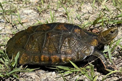 ＜1分で解説＞絶滅危惧、48種追加　ニホンイシガメなど　環境省