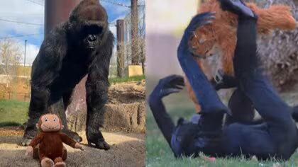 パンチくん推しは海外からも市川市動植物園に　&ldquo;LINEスタンプで寄付&rdquo;も好評　アメリカの動物園でも「ぬいぐるみと遊ぶサル」