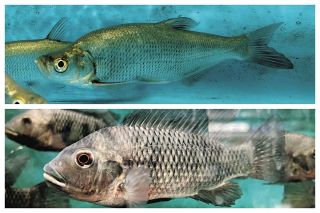 世界で金門島にしか生息しない希少淡水魚がピンチ　中台友好のパイプラインから外来魚が侵入　悩む台湾