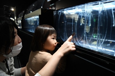 クラゲ100種が魅了　山形・加茂水族館が4月にリニューアル