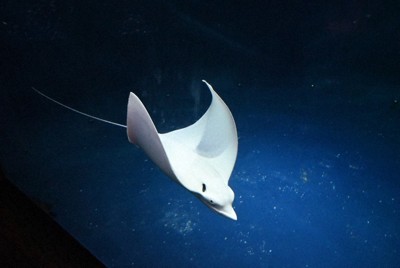 &ldquo;激レア&rdquo;　真っ白のマダラトビエイを展示　大分・うみたまご