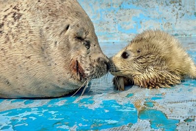 白くてふわふわは今だけ　アザラシ出産シーズン、2頭誕生　稚内