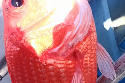 「おそるべし」　エビスダイの燃えるような赤に見る土佐湾の魅力