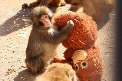 子ザルの「パンチ」人気で便乗商法も　園は「公式グッズ」で対抗