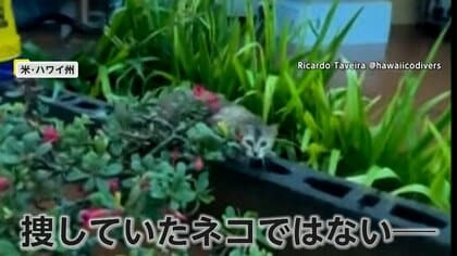 &ldquo;過去20年で最悪&rdquo;ハワイ洪水　ダム決壊の恐れ　下流住民に避難命令230人以上救助　行方不明の愛猫を探す人も