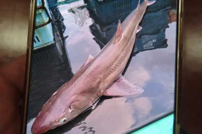 アブラツノザメ消費拡大へ　高たんぱく低カロリーの逸材　秋田