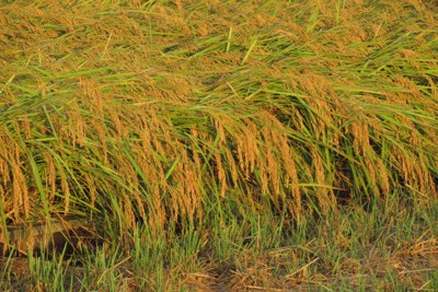 ＜1分で解説＞スーパーのコメ5キロ　7カ月ぶり4000円台割れ