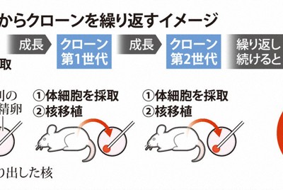 マウスのクローン複製に限界　自然交配が哺乳類の子孫作りの鍵か