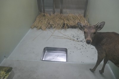「前例ない」　奈良県、大阪で捕獲のシカを受け入れない意向