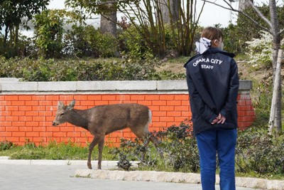 大阪に残るシカなく　県知事「"奈良公園のシカ"断定できず」