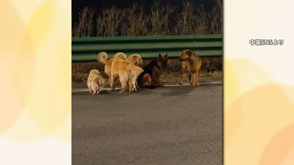 中国SNSで話題の&ldquo;犬7匹の大脱走&rdquo;はフェイク？　&ldquo;誤情報&rdquo;が拡散　感動ストーリーの真相はまさかの「発情」