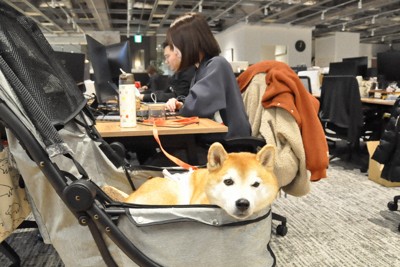 愛犬の「病気休暇」「忌引」&hellip;　ペットのための福利厚生広がる