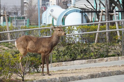大阪出現のシカ、能勢温泉で受け入れ　過去に施設で飼育経験あり