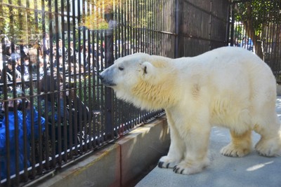 ホッキョクグマの「ピース」体調不良で一時公開中止　とべ動物園