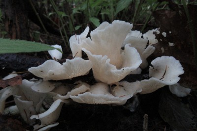 「スギヒラタケ」食後に急性脳症の謎、解明に一歩　宇都宮大など