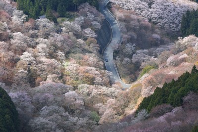 空から見た吉野の桜　「一目千本」の山にも春