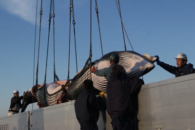 ミンククジラ2頭を初水揚げ　今年の漁獲枠は33頭　北海道