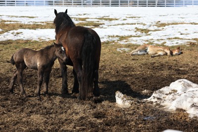 将来の競走馬に　ばん馬の赤ちゃん、続々誕生　北海道・帯広