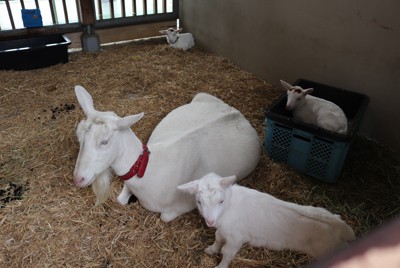 おメェでたい三つ子2組　新潟・いくとぴあでヤギの赤ちゃん誕生
