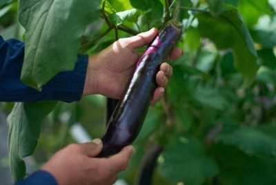「絶滅危惧野菜」を守れ！　先端技術で日本の伝統野菜栽培を支援