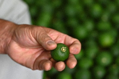 スダチを千葉・館山の特産品に　トラフグ脚光と徳島産激減が契機