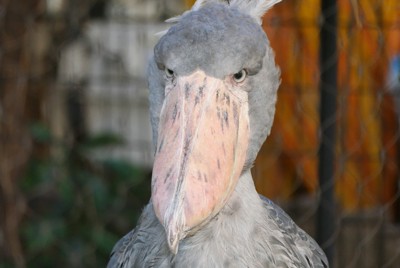 上野動物園、ハシビロコウでPR　モチーフの電動カートも運行へ