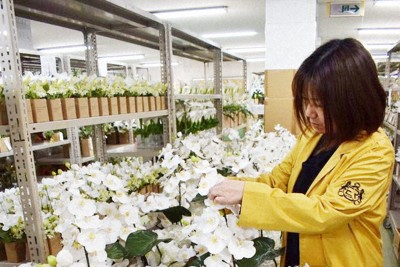 まるで本物　胡蝶蘭に命吹き込み40年　&ldquo;名張発&rdquo;アートフラワー