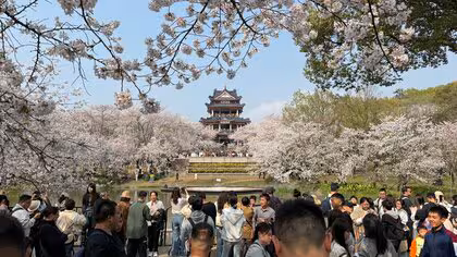 受け継がれた桜、届かなかった招待状――元日本兵が中国・無錫に植えた日中友好の願い、39年目の試練